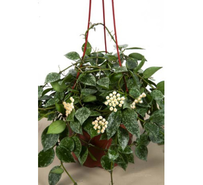 Хойя  Лакуноза  ескімо (HOYA LACUNOSA ESKIMO)